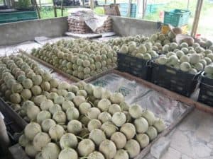 Buah Rock melon Malaysia